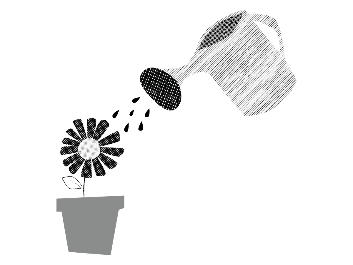 plant being watered with watering can